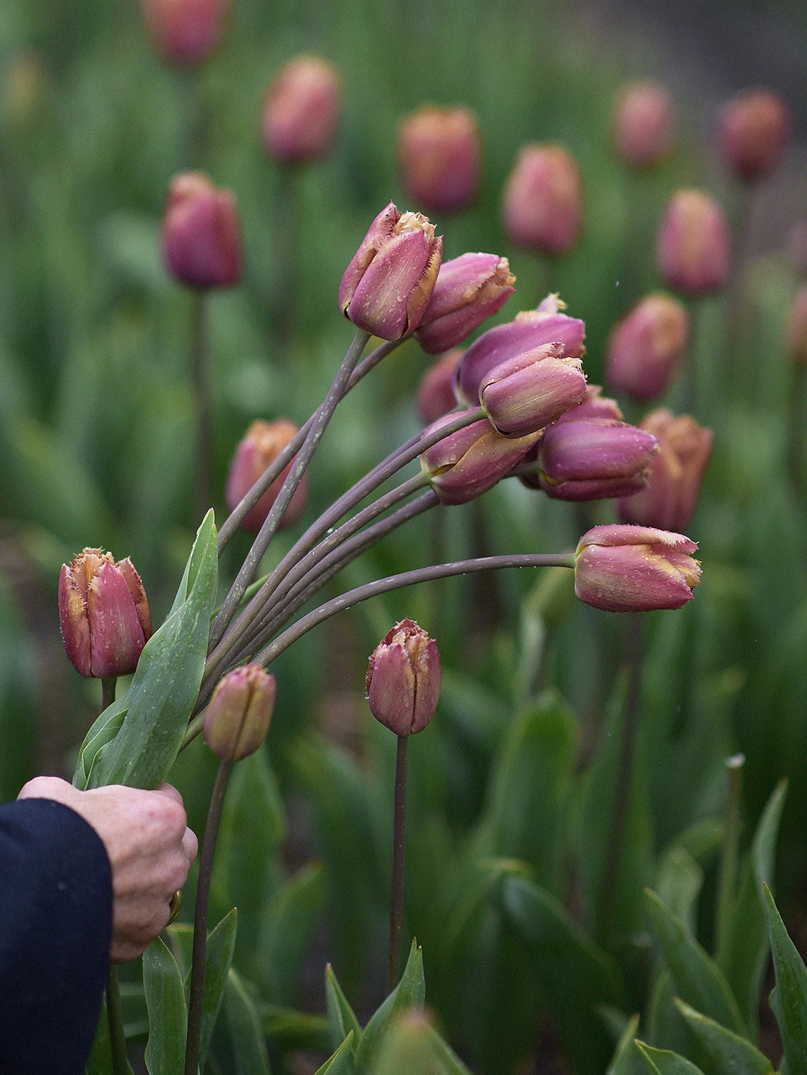 Zetas egna tulpan 'Purple Rain', Tulipa 'Purple Rain'