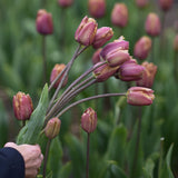 Zetas egna tulpan 'Purple Rain', Tulipa 'Purple Rain'