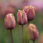 Zetas Tulipa 'Purple Rain'