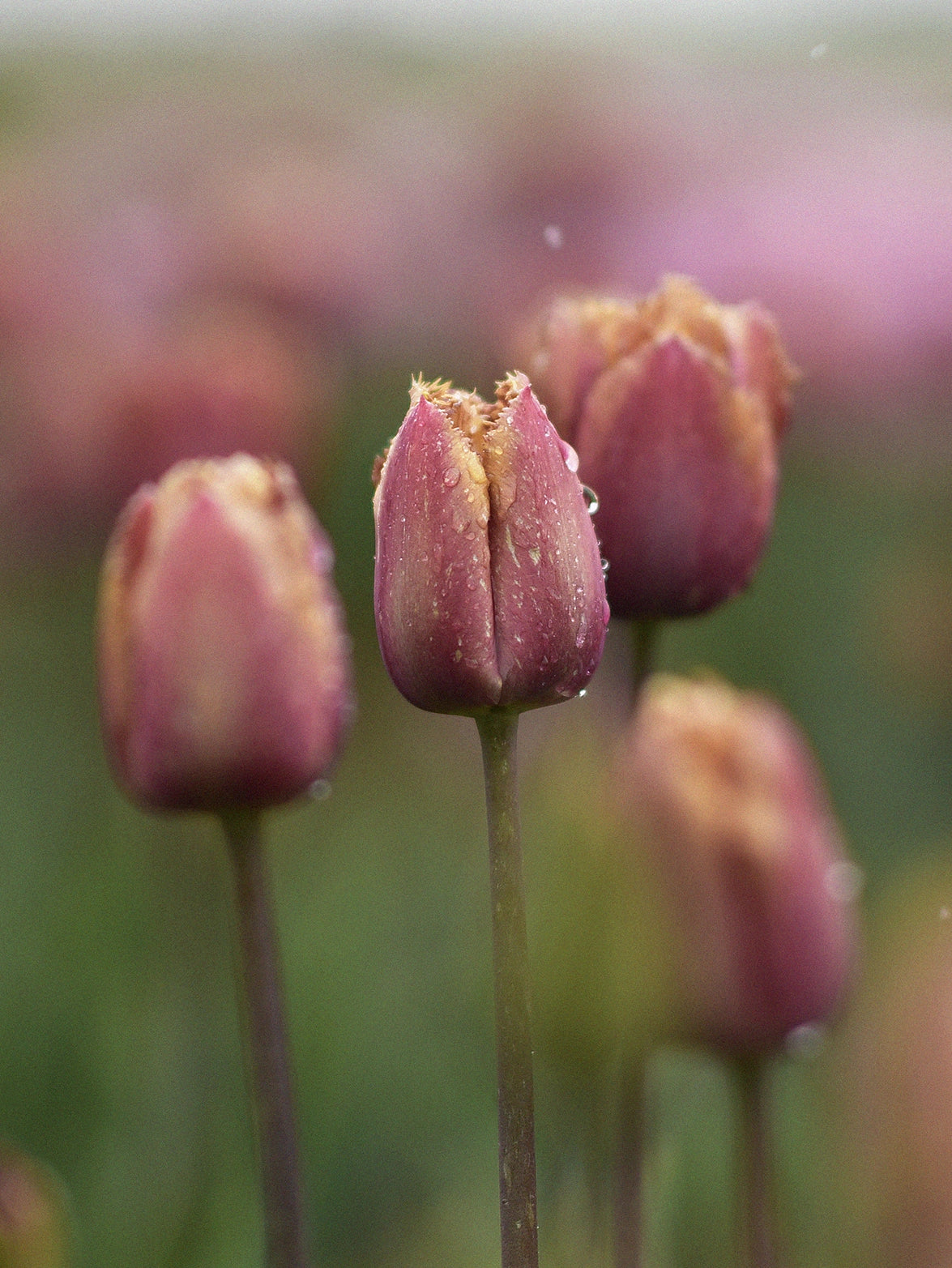 Zetas Tulipa 'Purple Rain'