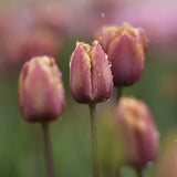 Zetas Tulipa 'Purple Rain'