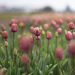 Zetas egna tulpan 'Purple Rain', Tulipa 'Purple Rain'