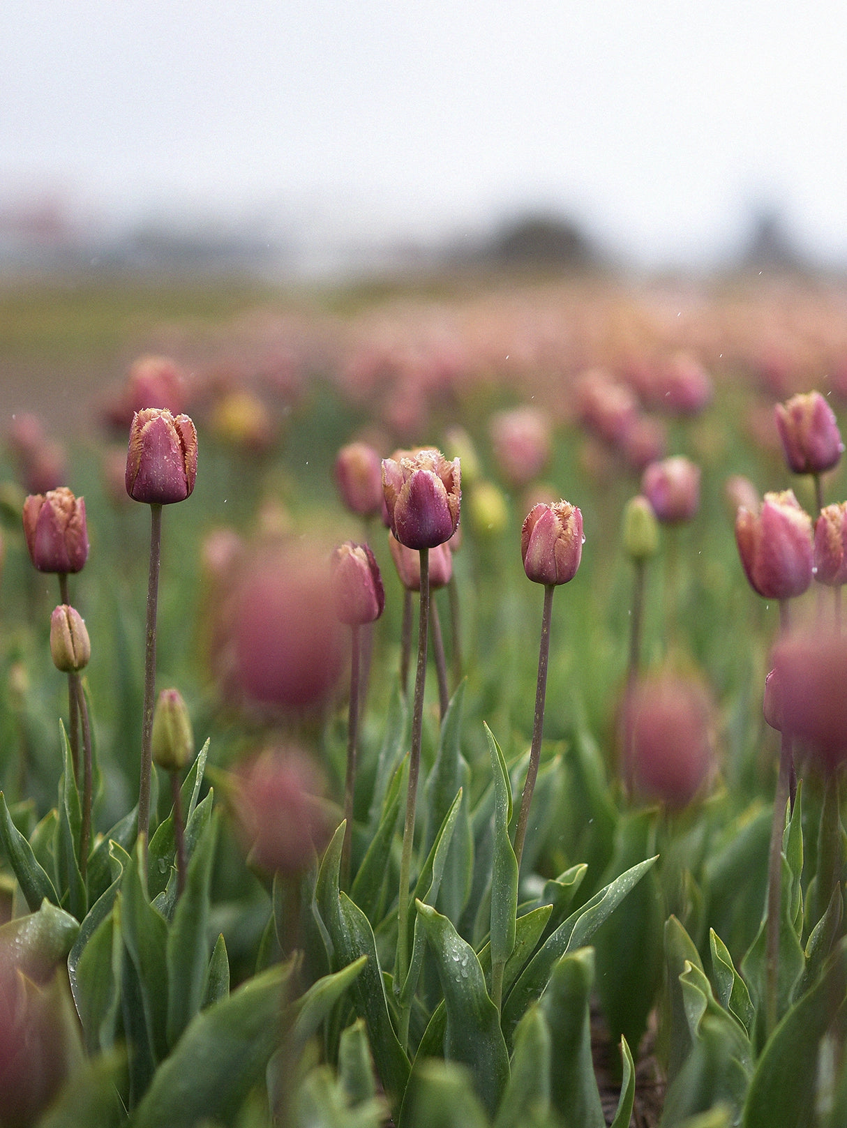 Zetas egna tulpan 'Purple Rain', Tulipa 'Purple Rain'