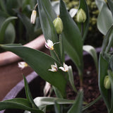 Tulpan 'Turkestanica'