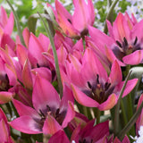 Tulpan 'Violetta'