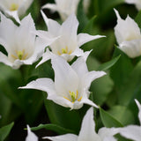 Tulpan 'White Triumphator'