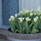 Tulpan 'Exotic Emperor'