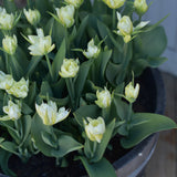 Tulpan 'Exotic Emperor'