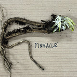 Jättevallmo 'Pinnacle' barrot