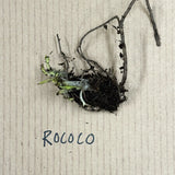 Jättevallmo 'Rococo' barrot