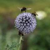 Bolltistel 'Veitch's Blue'