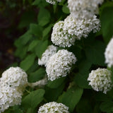 Vidjehortensia 'FlowerWow'