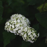 Vidjehortensia 'FlowerWow'