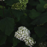 Vidjehortensia 'FlowerWow'