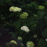 Vidjehortensia 'FlowerWow'