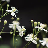 Vitalba-klematis 'Paul Farges'