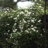 Vitalba-klematis 'Paul Farges'