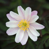 Vitsippa 'Evelyn Meadows'