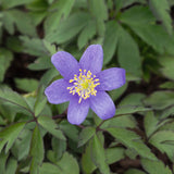 Vitsippa 'Lismore Blue'