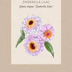 Zinnia 'Zinderella Lilac Fröpåse