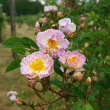 Fylld honungsros 'Hybrida' Rosa (Helenae) 'Agda'