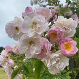 Fylld honungsros 'Hybrida' Rosa (Helenae) 'Agda'