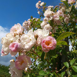 Fylld honungsros 'Hybrida' Rosa (Helenae) 'Agda'