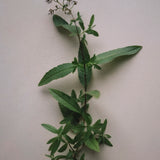 Doftljus 'Lemon Verbena' 350 g