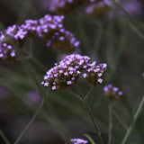 Jätteverbena 'Purple Haze'