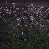 Jätteverbena 'Purple Haze'