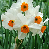 Narciss 'Geranium'