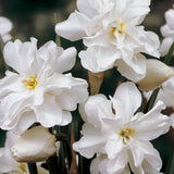 Narciss 'Albus Plenus Odoratus'