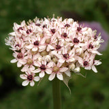 Allium 'Silver Spring'