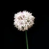 Papperslök 'Graceful Beauty'