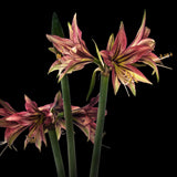 Amaryllis 'Mystica'