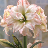 Amaryllislök 'Aphrodite'