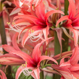 Amaryllislök 'Pink Cybister'