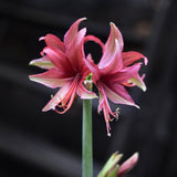 Amaryllislök 'Pink Cybister'