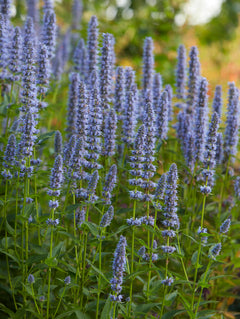 Anisop Blue Fortune i rabatt