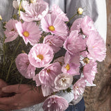 Rosenskära 'Cupcake Blush'