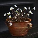 Balkansippa "White Splendour"