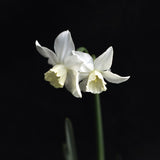 Narciss 'Thalia'