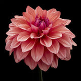 Dahlia 'American Dawn'