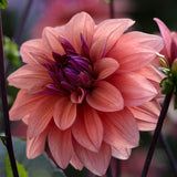 Dahlia 'American Dawn'