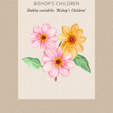 Dahlia  'Bishop's Children'