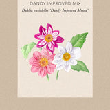 Dahlia 'Dandy Improved Mix'