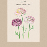 Blomstermorot 'Dara'