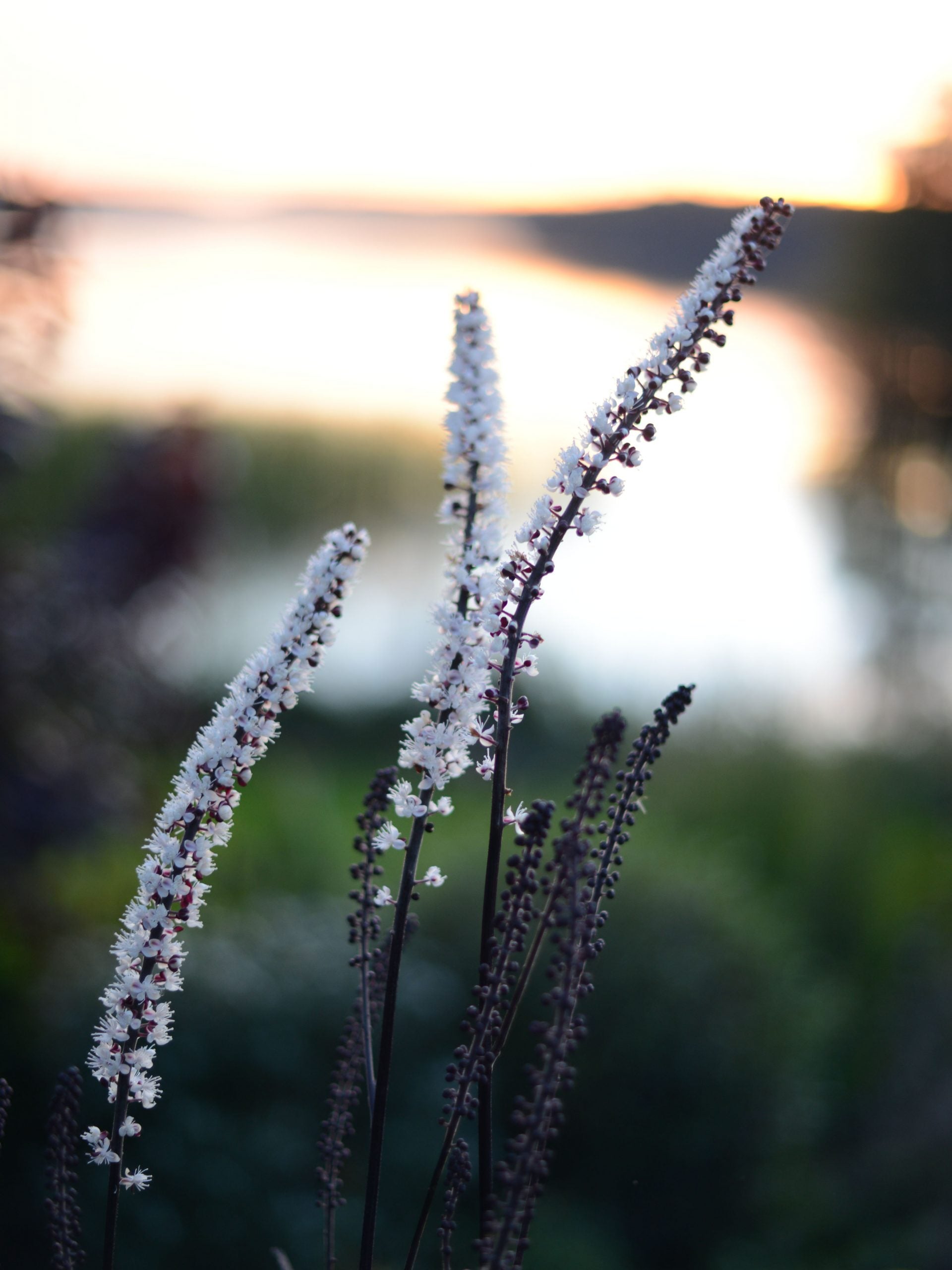 vita blommor i solnedgången på blommande silverax