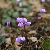 Höstcyklamen