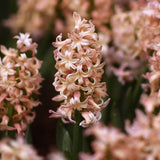 Hyacint "Gipsy Queen"